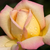 Sárga - rózsaszín - Teahibrid rózsa - Rose Aimée
